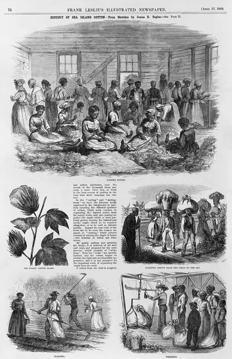 Framed Print : Five 1869 illustrations of Sea Island cotton production: sorting cotton, the cotton plant, carrying cotton to the gin, planting cotton, and weighing cotton