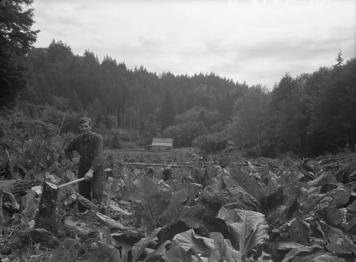 Framed Print : 1930's Oregon pioneer. After taking over an abandoned homestead in the Oregon hills, a man struggles to reclaim land from skunk cabbage, ferns, and alders. June 1936