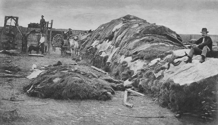 Framed Print : 40, 000 buffalo hides are piled at Rath & Wrights yard in 1878, Dodge City, Kansas. In 1871, Charles Rath and his then partner, A.C. Mooar, sent 57 bison hides to New York to sell Framed Print : 40, 000 buffalo hides are piled at Rath & Wrights yard in 1878, Dodge City, Kansas. In 1871, Charles Rath and his then partner, A.C. Mooar, sent 57 bison hides to New York to sell