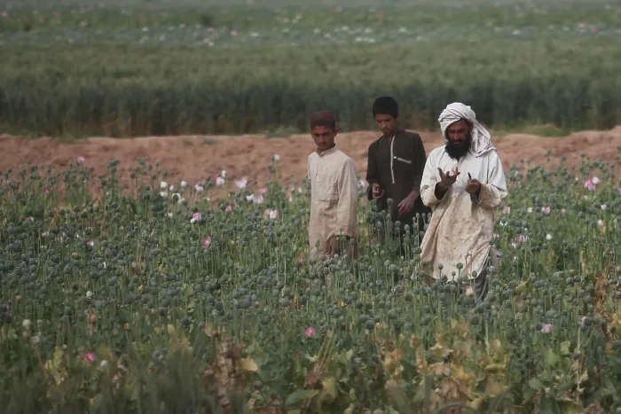 Framed Print : Afghan farmers walk in their poppy fields as harvesting season nears