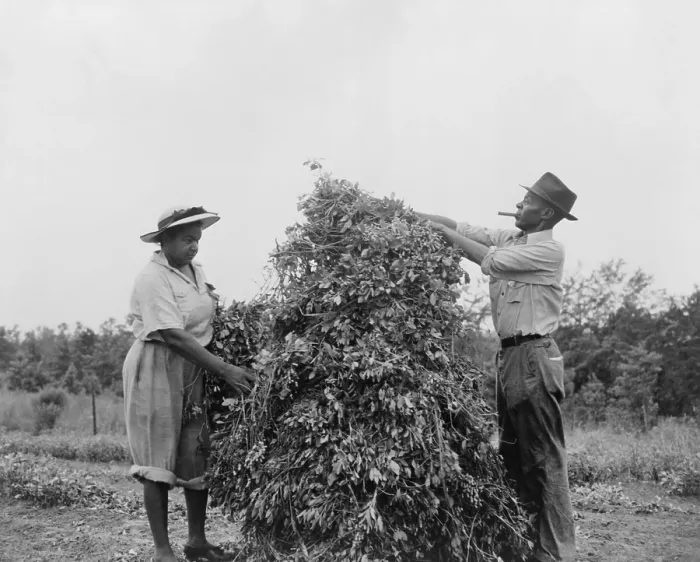 Framed Print : African American couple shaking and stacking peanuts in Sumter County, Georgia. They volunteered in the peanut shaking holiday working to save the wartime oil crop. Ca Framed Print : African American couple shaking and stacking peanuts in Sumter County, Georgia. They volunteered in the peanut shaking holiday working to save the wartime oil crop. Ca