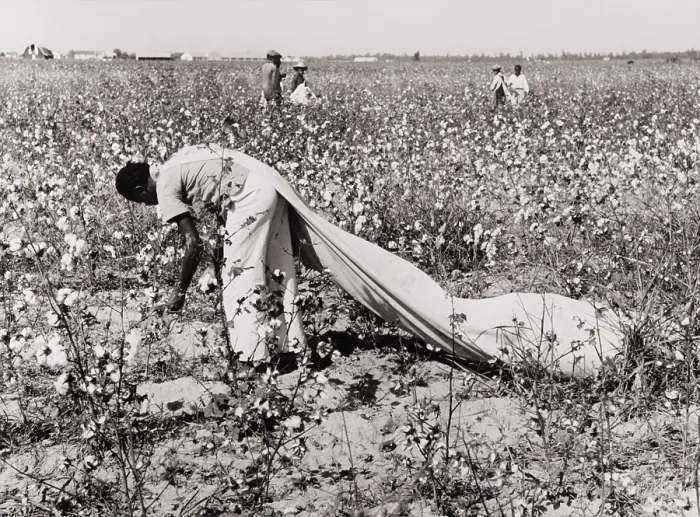 Framed Print : African American day laborer picking cotton on the Resettlement Administration's Lake Dick Cooperative Association in Sept. 1938 Framed Print : African American day laborer picking cotton on the Resettlement Administration's Lake Dick Cooperative Association in Sept. 1938