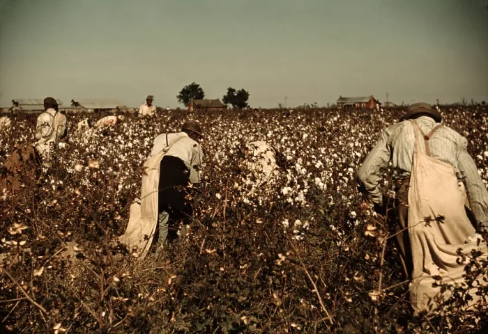 Framed Print : African American day laborers picking cotton near Clarksdale, Mississippi. November 1939 photo by Marion Post Wolcott Framed Print : African American day laborers picking cotton near Clarksdale, Mississippi. November 1939 photo by Marion Post Wolcott