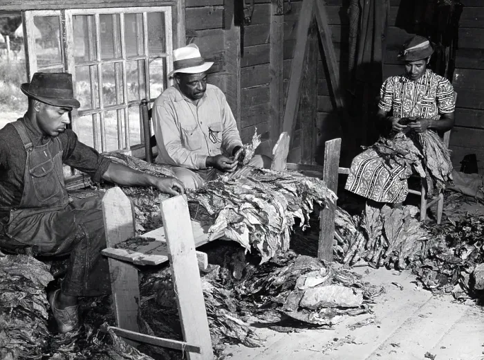 Framed Print : An African American family of farmers, original title: B.C. Corbett, his wife, and son stripping and grading tobacco in a strip house