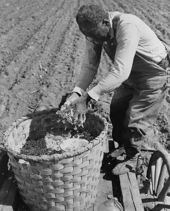 Framed Print : African American farmer planting cotton in a plowed field in Butler County, Alabama. April 1941. (BSLOC_2014_13_99) Framed Print : African American farmer planting cotton in a plowed field in Butler County, Alabama. April 1941. (BSLOC_2014_13_99)