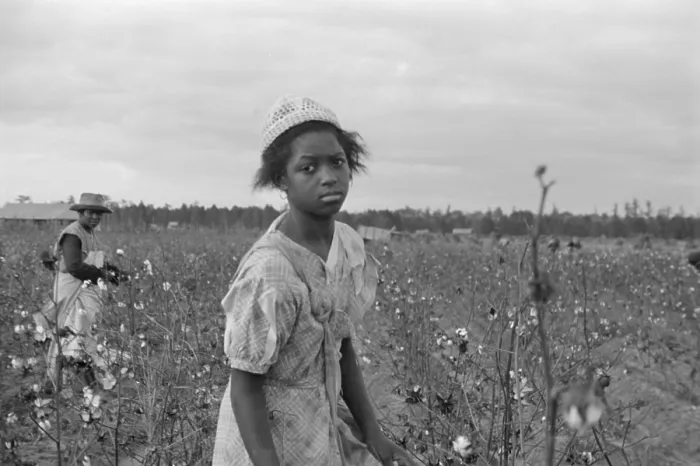 Framed Print : African American girl picking cotton in Pulaski County, Arkansas. Oct. 1935 photo by Ben Shahn