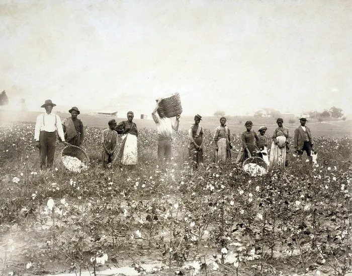 Framed Print : African American men, women, and children, employed as cotton pickers in North Carolina, 1900