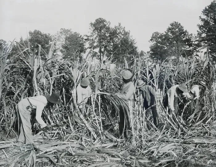 Framed Print : African American students cutting sugar cane, on the 700 acre Marshall Farm, Tuskegee Institute, c. 1902