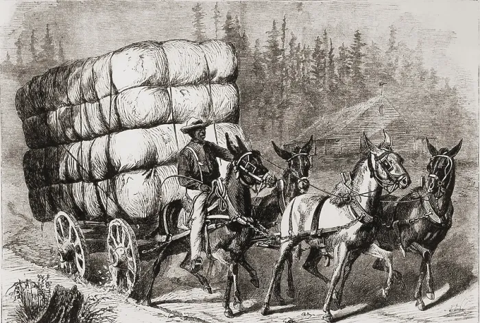 Framed Print : African American teamster transporting a heavy load of twenty eight bales of cotton to market. After the U.S