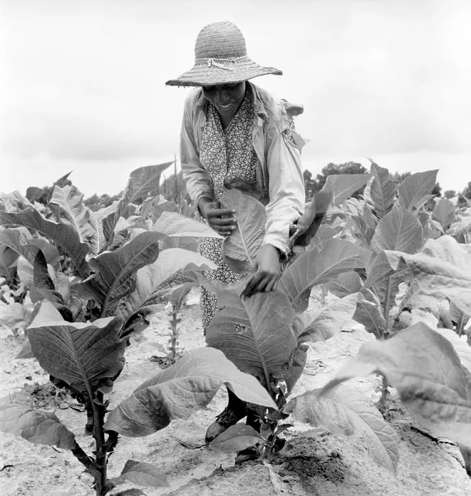 Framed Print : African American woman farming, original caption: Daughter of Negro sharecropper goes up and down the rows worming the tobacco, Wake County, North Carolina Framed Print : African American woman farming, original caption: Daughter of Negro sharecropper goes up and down the rows worming the tobacco, Wake County, North Carolina