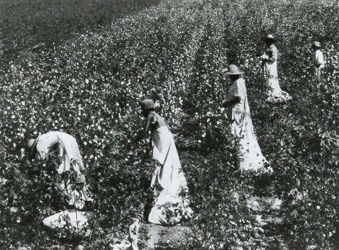 Framed Print : Four African American women picking cotton in Tallulah, Louisiana. Ca. 1924-25. A child accompanies the working women. (BSLOC_2015_16_128)