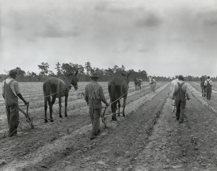 Framed Print : African Americans cultivating cotton, Eastover, South Carolina, May 17, 1932. Photo by George Ackerman. (BSLOC_2013_8_122)