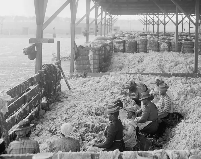Framed Print : African Americans group including men, women, children and elders, hand cleaning or sorting cotton at the Atlantic Cotton Compress Company in Pensacola, Florida. Ca. 1905
