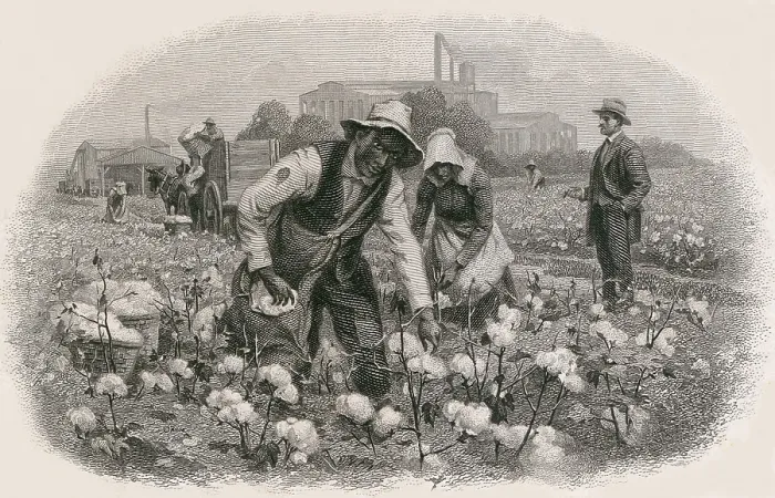 Framed Print : African Americans pick cotton under the supervision of an idle white gentleman. In the left background is a ginning building and on the right is a textile factory