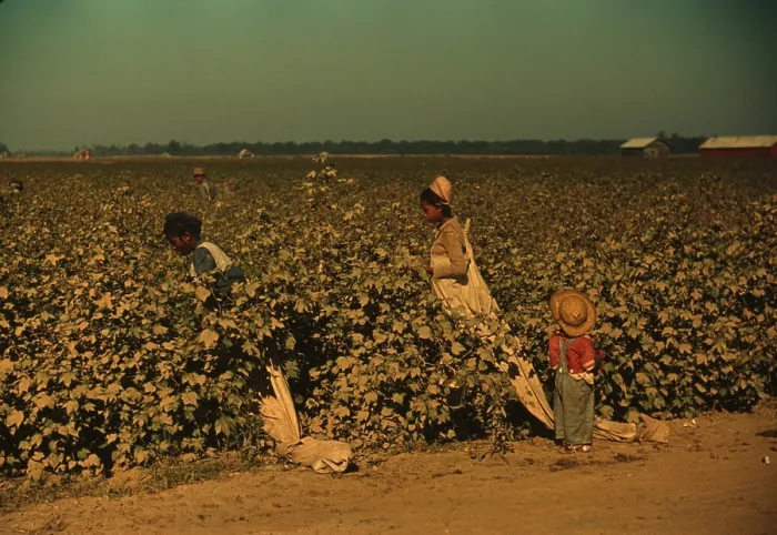 Framed Print : African Americans picking cotton as a day laborers on Mississippi. November 1940 photo by Marion Post Wolcott