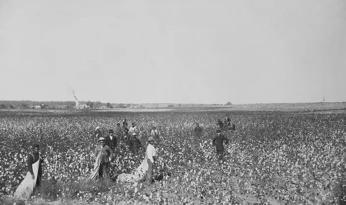 Framed Print : African Americans picking cotton in an Oklahoma field, ca. 1897-1898. Reminiscent of the Old South, mounted overseer is nearby (BSLOC_2020_1_62) Framed Print : African Americans picking cotton in an Oklahoma field, ca. 1897-1898. Reminiscent of the Old South, mounted overseer is nearby (BSLOC_2020_1_62)