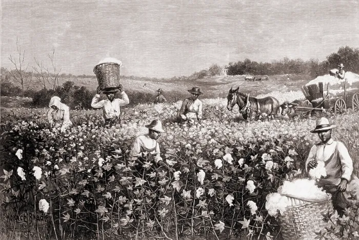 Framed Print : African Americans picking cotton in the U.S. South in 1887. Wood engraving from a drawing by Horace Bradley