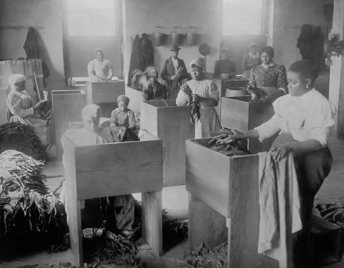 Framed Print : African Americans, mostly women, sorting tobacco in Richmond, Virginia, 1899. The photo taken at T. C. Williams & Co. was collected for W.E.B Framed Print : African Americans, mostly women, sorting tobacco in Richmond, Virginia, 1899. The photo taken at T. C. Williams & Co. was collected for W.E.B