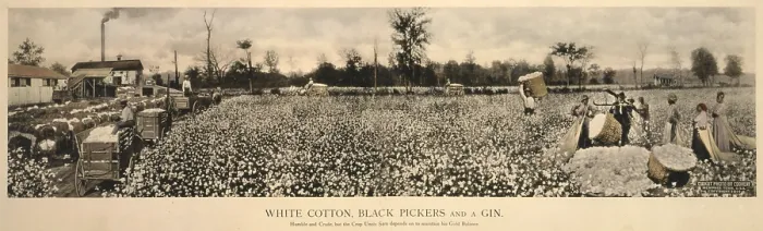 Framed Print : African Americans working in a cotton field, original caption: White cotton, black pickers and a gin Framed Print : African Americans working in a cotton field, original caption: White cotton, black pickers and a gin