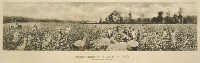Framed Print : African Americans working in a cotton field, original caption: Dixie's field of the cloth of gold Framed Print : African Americans working in a cotton field, original caption: Dixie's field of the cloth of gold