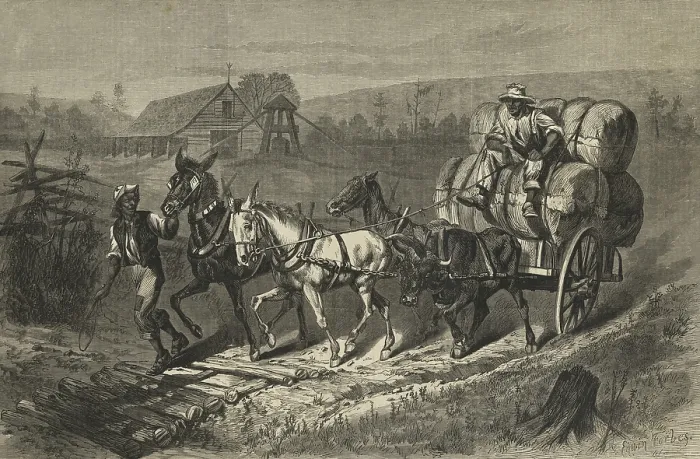 Framed Print : African Americas in North Carolina take three market ready bales of cotton from a ginning and bailing barn