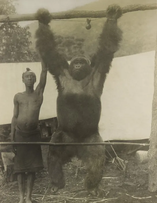 Framed Print : African man standing with gorilla hanging from its tied wrists was probably captured for zoo, ca. 1910-1930