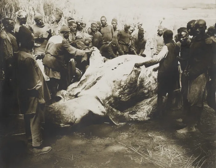Framed Print : African men skinning a Hippopotamus killed by Theodore Roosevelt, July-Dec. 1909 Framed Print : African men skinning a Hippopotamus killed by Theodore Roosevelt, July-Dec. 1909