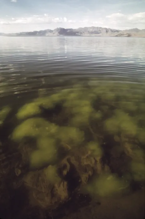 Framed Print : Algae growth in one of the shallow bays of Pyramid Lake in Nevada. The lake lost 80 feet of its depth due to diversion of its water source the Truckee River. Ca. 1973-75