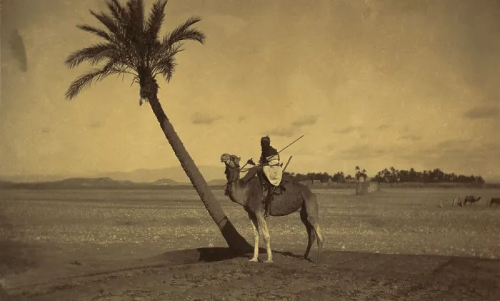 Framed Print : Algerian camel rider next to a palm tree in a desert landscape. Photo attributed to Tancrede R. Dumas between 1860-1900. LC-DIG-ppmsca-04408