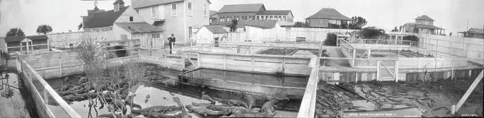 Framed Print : Alligator Farm, South Beach, Florida, photograph by W. J. Harris, 1910