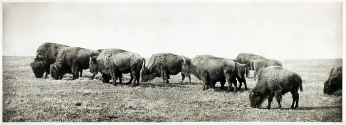 Framed Print : American bison herd, callotype, 1906 Framed Print : American bison herd, callotype, 1906