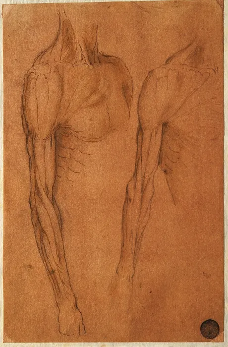 Framed Print : Anatomical drawing, by copy from Leonardo da Vinci, 16th Century, 1550 -1599 about, pen and brown ink, watercolor, traces of charcoal, cm 20, 5 x 13, 2 - Italy, Veneto, Venice
