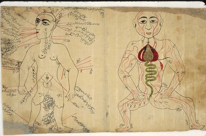 Framed Print : Two anatomical drawings from a Persian-language medical encyclopedia. Left figure shows a bloodletting points labeled on a body