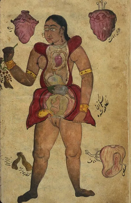 Framed Print : Anatomical illustration of a pregnant female figure with her abdomen and chest opened to reveal the internal organs and a fetus is in her uterus