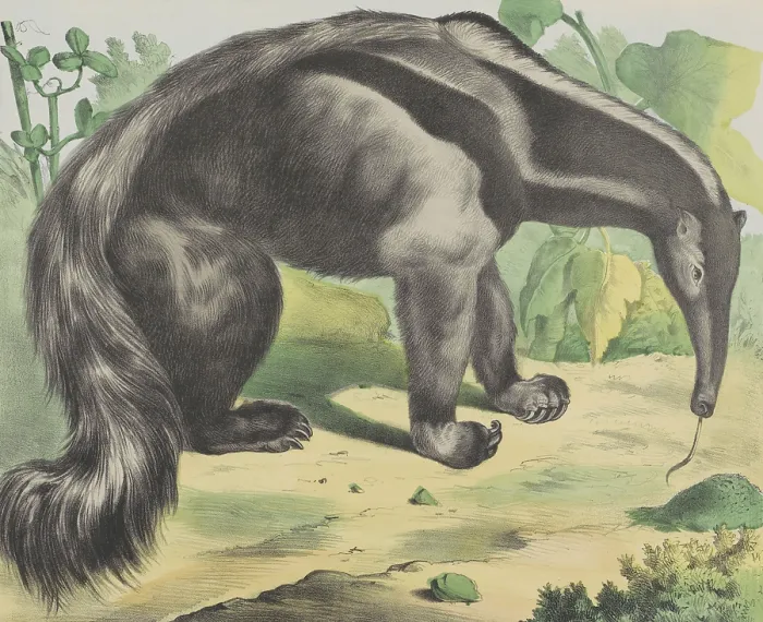 Framed Print : Anteater, by Jos. Scholz, c. 1830-80, Dutch print, lithograph. Giant anteater from tropical South and Central America. (BSLOC_2016_1_246)