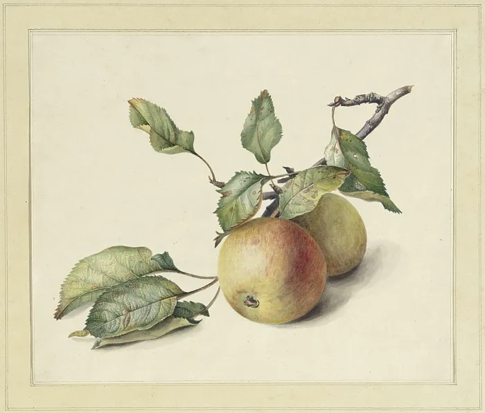 Framed Print : Two Apples on a Branch, by Johannes Reekers, c. 1850-80, Dutch watercolor painting (BSLOC_2016_2_280) Framed Print : Two Apples on a Branch, by Johannes Reekers, c. 1850-80, Dutch watercolor painting (BSLOC_2016_2_280)