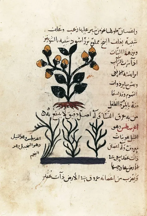 Framed Print : Arab manuscript depicting a plant (d. 138. f. 102 r.). Miniature Painting. UNITED KINGDOM. Oxford. Bodleian Library. AISA / Everett Collection**US SALES ONLY** Framed Print : Arab manuscript depicting a plant (d. 138. f. 102 r.). Miniature Painting. UNITED KINGDOM. Oxford. Bodleian Library. AISA / Everett Collection**US SALES ONLY**