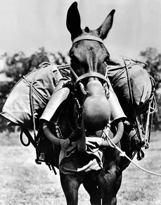 Framed Print : Army mule wearing am M-5 type of gas mask. The mask weighs 15 pounds consisting of muzzle connected to air purifying canisters, on each side of the animal's head Framed Print : Army mule wearing am M-5 type of gas mask. The mask weighs 15 pounds consisting of muzzle connected to air purifying canisters, on each side of the animal's head