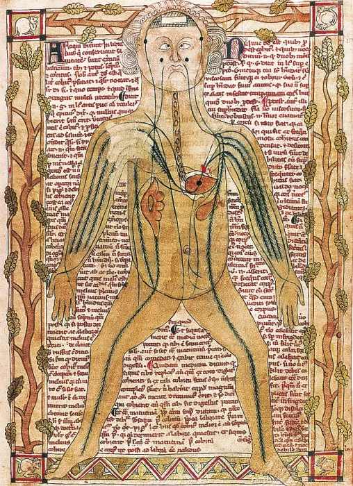 Framed Print : Ashmole manuscript 399 (1292). 'Treatise on the human body'. Arterial and venous system (fol. 19r.). Miniature Painting. UNITED KINGDOM. Oxford. Bodleian Library