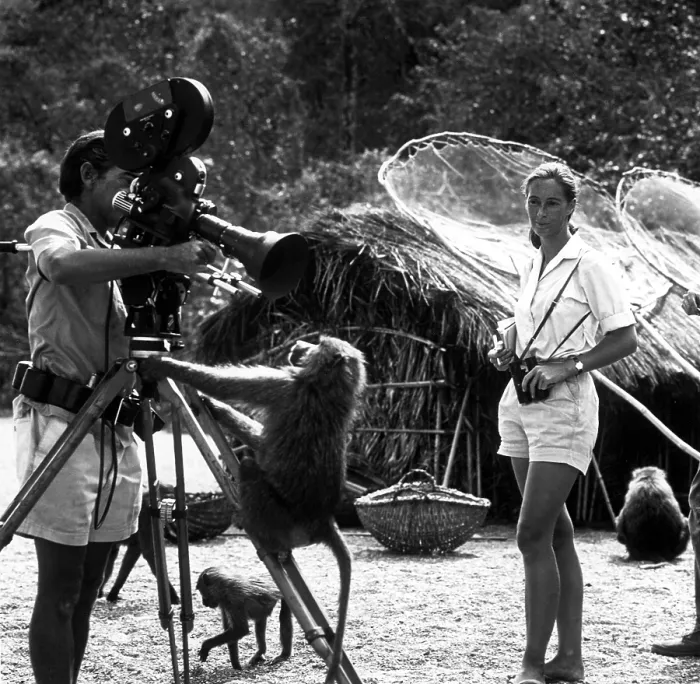 Framed Print : THE BABOONS OF GOMBE, Jane Goodall, animal behaviorist, looks on while her husband, Baron Hugo van Lawick, shoots a close-up of a playful primate, 1974 Framed Print : THE BABOONS OF GOMBE, Jane Goodall, animal behaviorist, looks on while her husband, Baron Hugo van Lawick, shoots a close-up of a playful primate, 1974