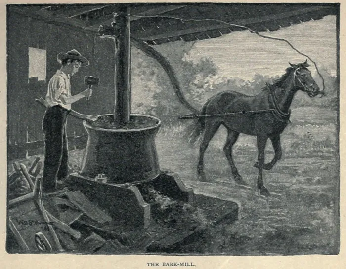 Framed Print : The Bark Mill. Young Grant's special work in his father's tannery was feeding bark into the bark mill, while keeping the horse moving to turn the mill (BSLOC_2018_10_6)