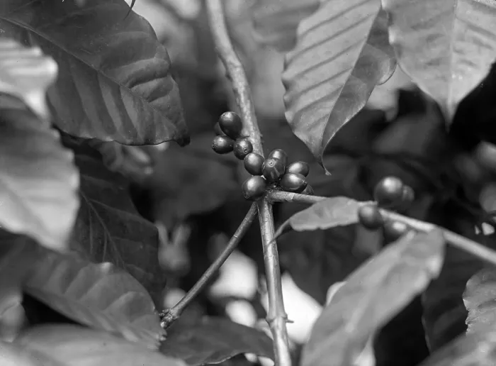 Framed Print : Detail of bean on coffee tree, 1910s Framed Print : Detail of bean on coffee tree, 1910s