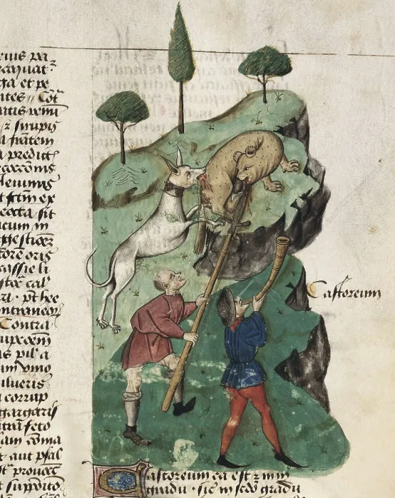 Framed Print : The beaver hunting. Illustration of 'Tractatus de herbis', edition of the 15th c. of the work 'De Materia Medica' by Pedanius Dioscorides (fol. 35r.)