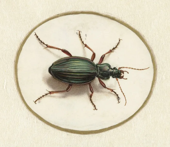 Framed Print : Beetle, by Jan Augustin van der Goes, 1690-1700, Dutch painting, gouache on parchment. (BSLOC_2016_1_256)