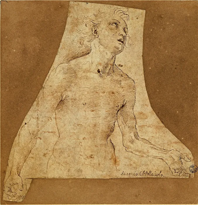 Framed Print : Benci Antonio known as il Pollaiolo, Male Figure, 1431 - 1498, 15th Century, Unknow, Italy, Tuscany, Florence, Uffizi Gallery, Drawings and Prints Cabinet