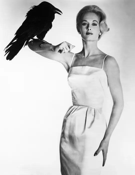 Framed Print : THE BIRDS, Tippi Hedren, 1963 Framed Print : THE BIRDS, Tippi Hedren, 1963