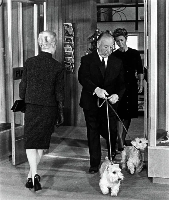Framed Print : THE BIRDS, Tippi Hedren, Alfred Hitchcock, 1963