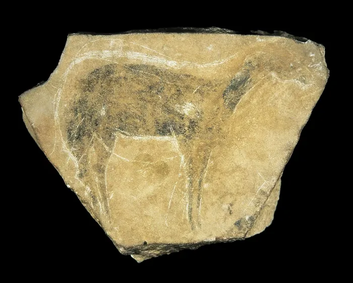 Framed Print : Black hind. Upper Paleolithic. Solutrean. SPAIN. Valencia. Valencia's Prehistory and Cultures Museum. Proc: SPAIN. VALENCIA. Barx. Parpall Cave