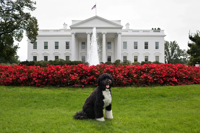 Framed Print : Bo, the Obama family dog, on the North Lawn of the White House, Sept. 28, 2012. (BSLOC_2015_3_41) Framed Print : Bo, the Obama family dog, on the North Lawn of the White House, Sept. 28, 2012. (BSLOC_2015_3_41)