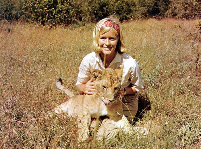 Framed Print : BORN FREE, Virginia McKenna with Elsa, 1966